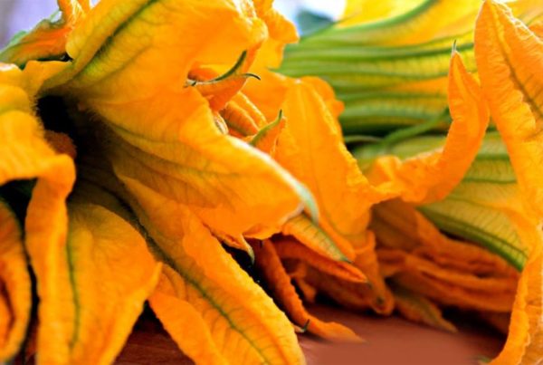 Ricetta Fiori di zucca fritti